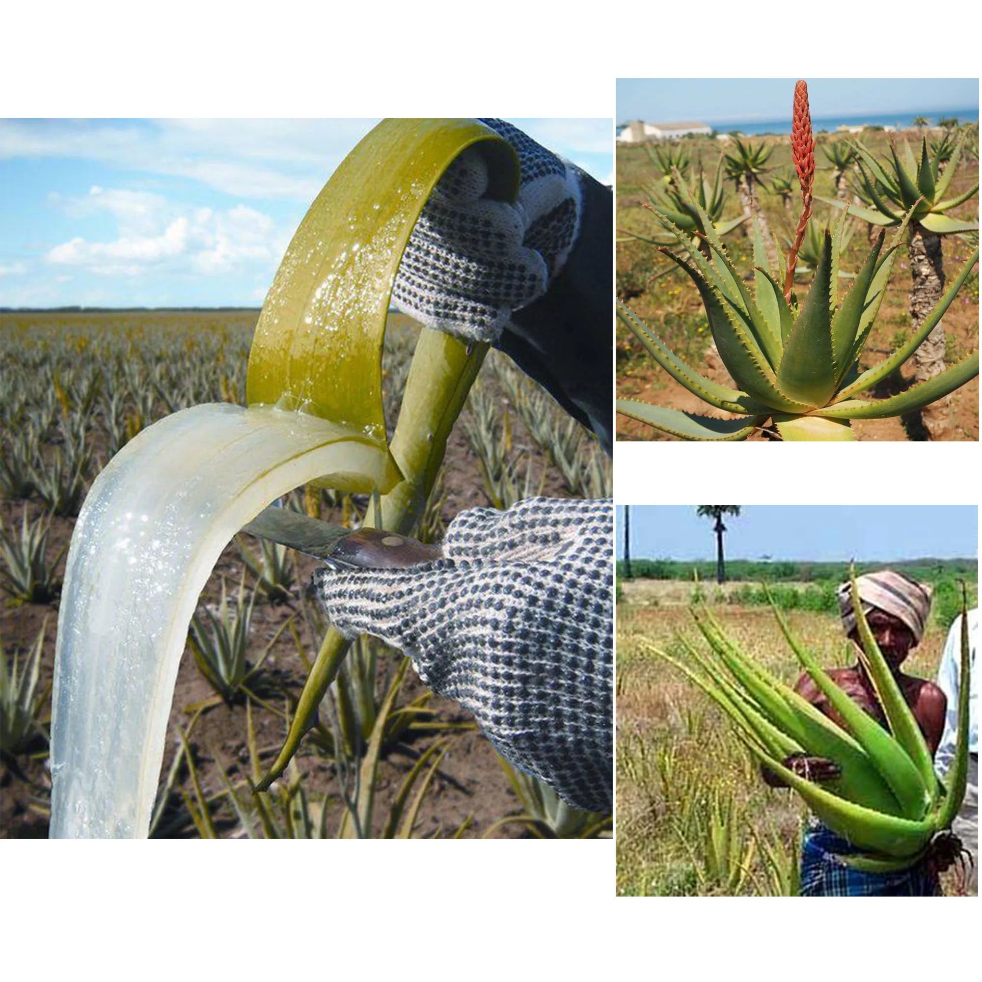 Huile Traditionnelle nourrit et favorise les cheveux longs naturels