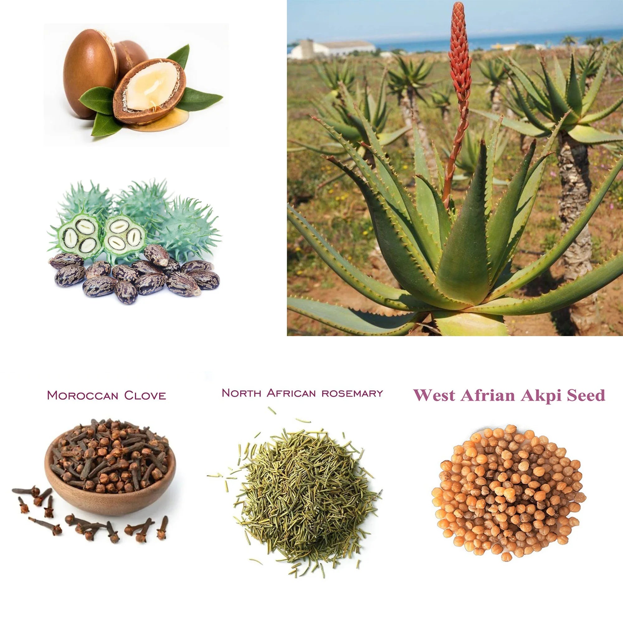 Huile Traditionnelle nourrit et favorise les cheveux longs naturels